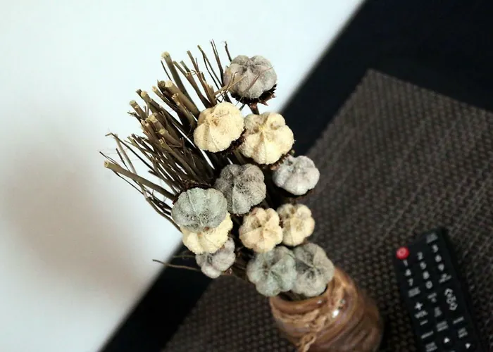 בית הארחה Soerpatika Vendeghaz בדקסוניטומאי